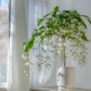 🌸 Last Day 49% OFF – Winter-Friendly Hanging Jasmine—Dreamy Indoor Flower🌿❄️