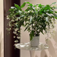 🌸 Last Day 49% OFF – Winter-Friendly Hanging Jasmine—Dreamy Indoor Flower🌿❄️