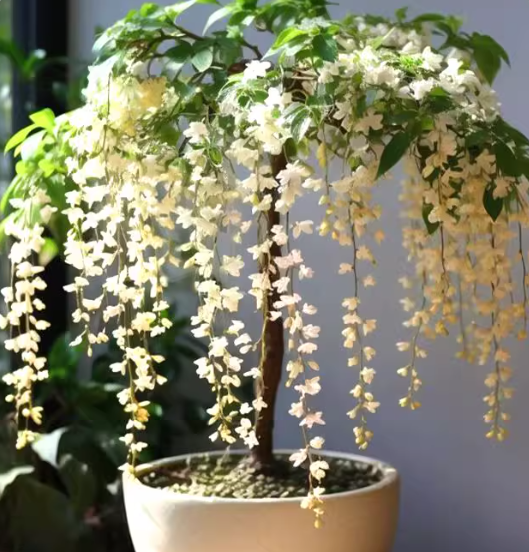 🌸 Last Day 49% OFF – Winter-Friendly Hanging Jasmine—Dreamy Indoor Flower🌿❄️
